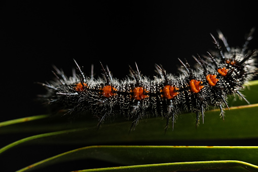 Spiny elm caterpillar on a fan palm plant view from above