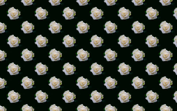 large number of white and milky roses on the table, a group of small roses for gifts and other festive events, the buds are close to each other