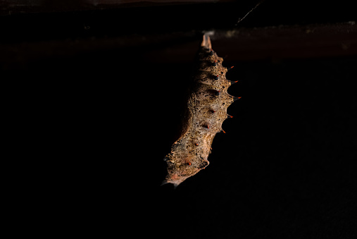 The spiny elm caterpillar cocoon mourning cloak butterfly