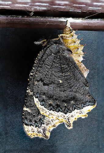 The spiny elm caterpillar cocoon mourning cloak butterfly
