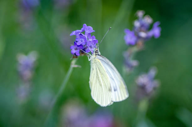 A white butterfly perches on a flower, gazing right