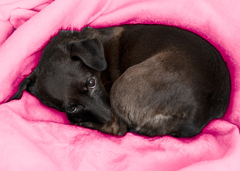 Black dog rests on pink blanket beside laptop on ground