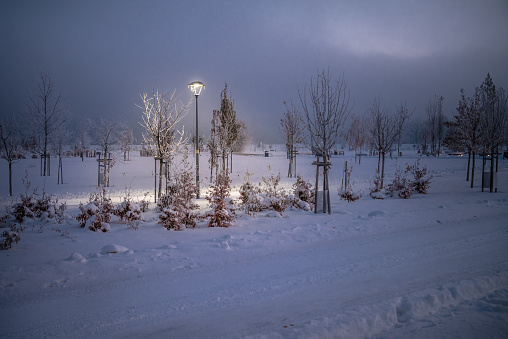 Snow-covered park with twinkling lights among bushes and plants