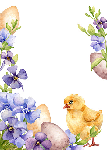 Easter frame of watercolor blue spring flowers and chick isolated on white. Floral template border with Easter eggs. Periwinkle flowers hand drawn. Blue forget-me-not sketch for greeting card.