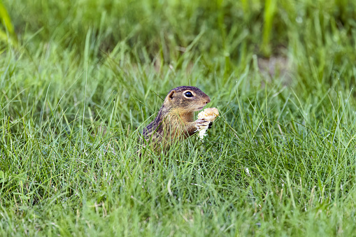 Thirteen-Lined Ground Squirrel - 
(Spermophilus tridecemlineatus ) on the Meadow