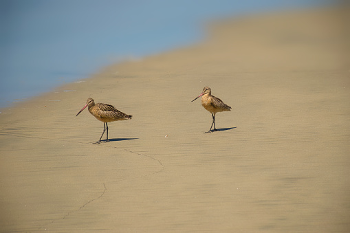 A closeup shot of two Long Billed Dowitcher birds on a sandy beach