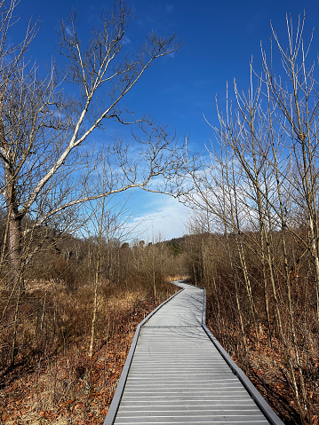 Walkway in wetland area