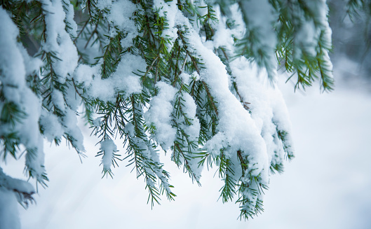 Close-up on pine branch covered with fresh snow with white background.