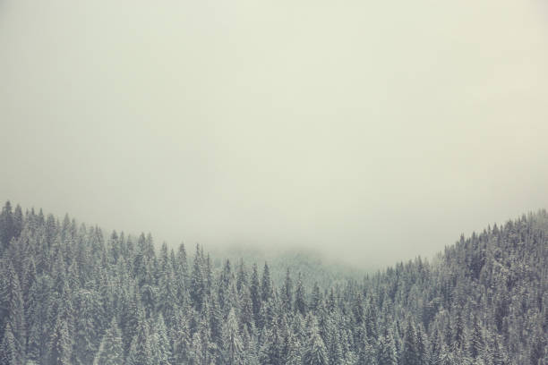 High up on the mountain top snowy pine forest  blend into the clouds creating a large copy space.