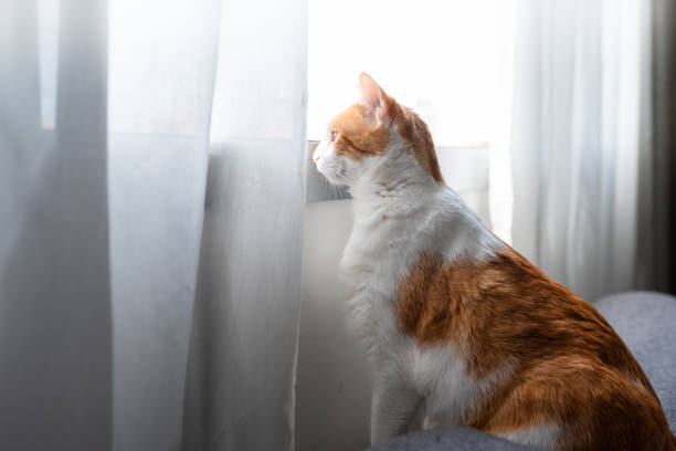 istock brown and white cat looks outside from the window 2084225396