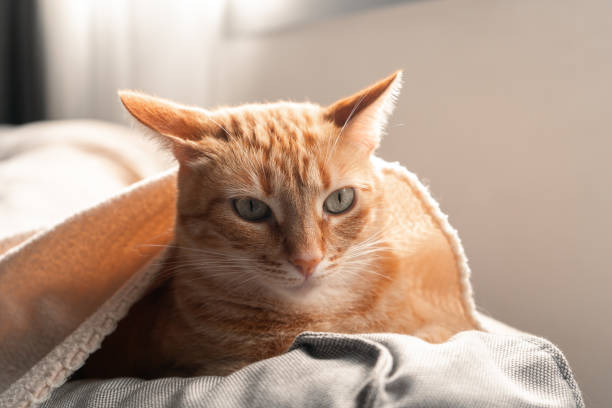 istock brown tabby cat hidden under a white blanket. close up 2084225409
