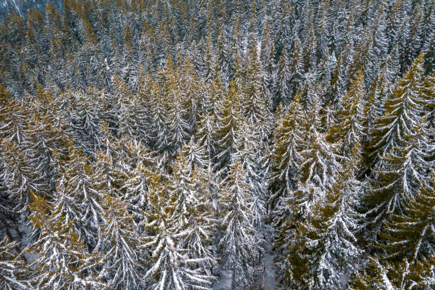 Free Stock Photo of Aerial View of a Dense Forest With Trees | Download ...