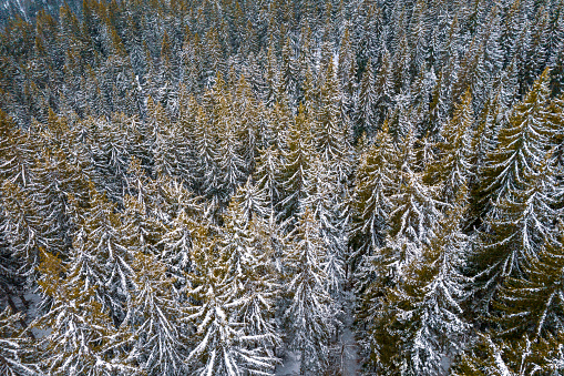 Aerial view of a snowy pine forest.