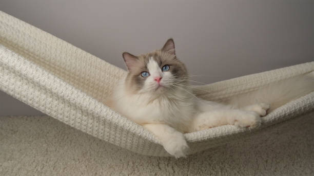 istock The cat is swinging in a hammock. 2084233769