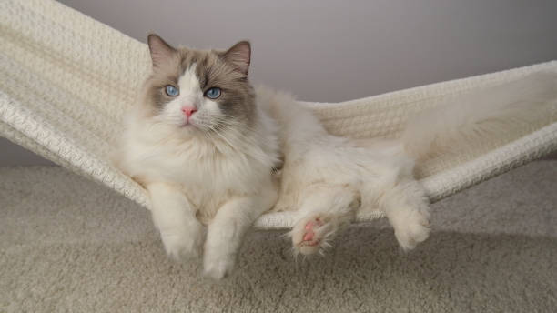istock The cat is swinging in a hammock. 2084233771
