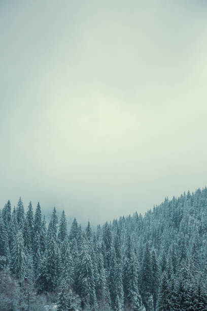 High up on the mountain top snowy pine forest  blend into the clouds creating a large copy space.