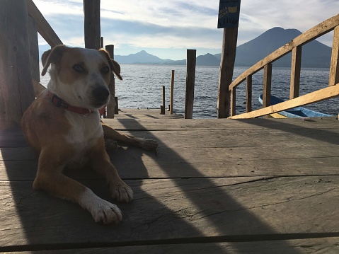 A dog on a sunny dock in the morning at Lake Atitlán