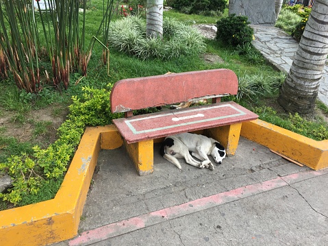 A white and black spotted dog sleeping under a bench in the park in Salento, Colombia