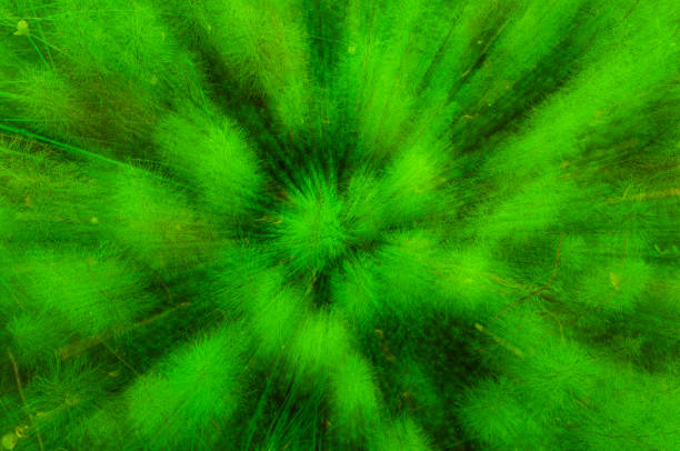 A detailed close-up view of a vibrant abstract green plants, showcasing its intricate leaves and texture.