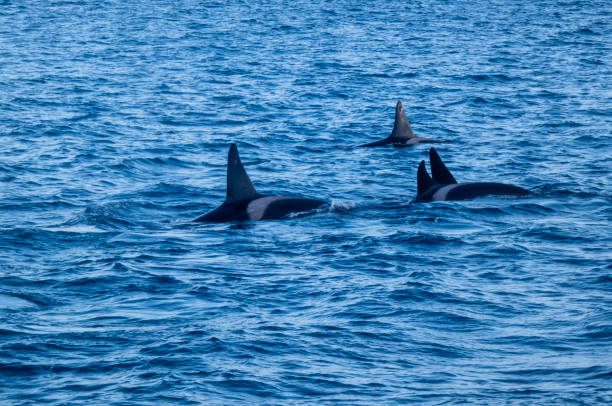 Killer Whale at sea in iceland
