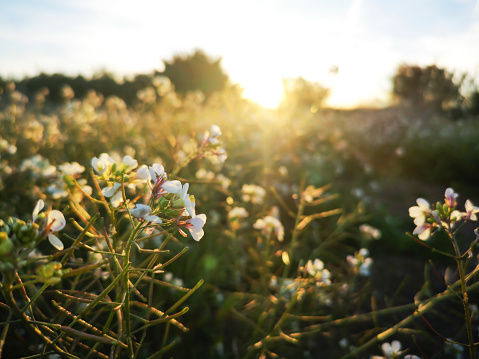 Beautiful spring view background of a blooming field of shepherd's purse flowers in the rays of the setting sun, relaxation from natural nature, selective focus