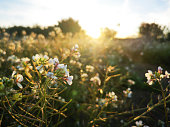 Beautiful spring view background of a blooming field of shepherd's purse flowers in the rays sun