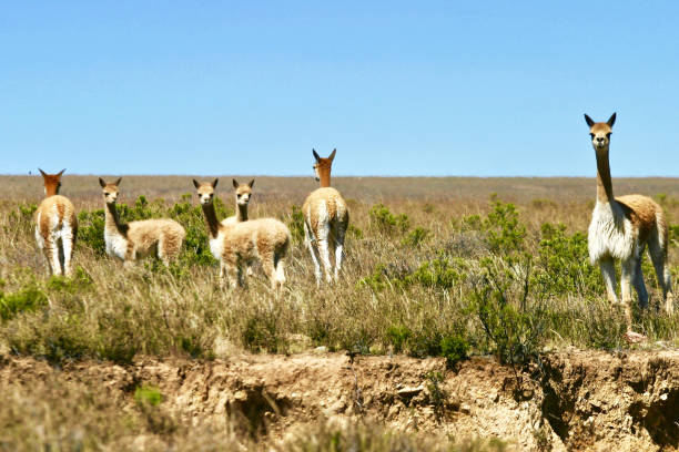 istock Vicunas in the Andean Highlands, Peru. 2084266029