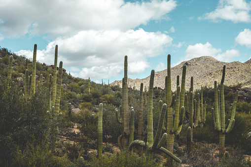 The Cactus plants on a desert hillside under a clear sky: Tucson, Arizona