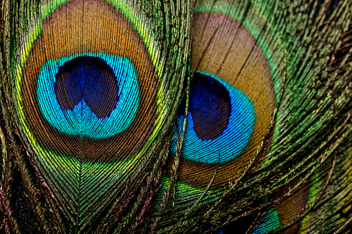 Close-up of beautiful peacock feathers.