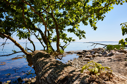 Tranquil shot of tree and rocks at shore of idyllic lake against sky on sunny day at Southern Jutland