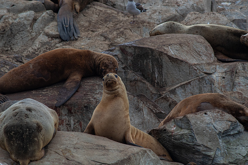 Confused sea lion surrounded by other individuals lying on rocks