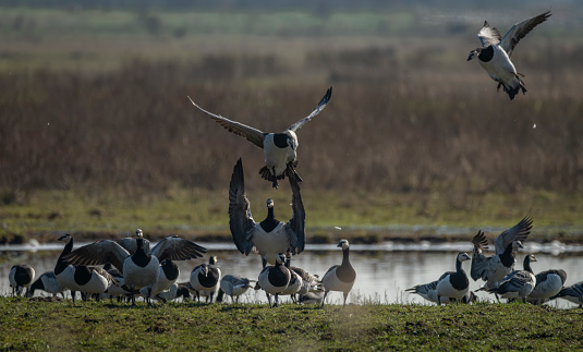 Wild goose near lake with water in spring fresh sunny day in the Netherlands