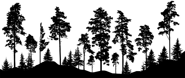 Beautiful landscape, silhouette of forest. Tall pine  and spruce tres. Horizontal woodland. Vector illustration