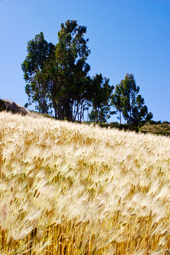 Puquio, Peru.  May 23rd 2006.  Barley growing in a field near the town of Puquio in the Andean Highlands, Peru.