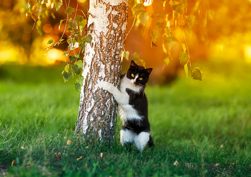 funny and a surprised cat stands near the trunk of a birch tree in a sunny spring park