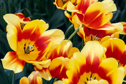 Close up of the flower head of a red and yellow tulip for use as an abstract background.