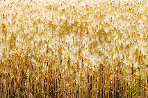 Puquio, Peru.  May 23rd 2006.  Barley growing in a field near the town of Puquio in the Andean Highlands, Peru.