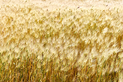 Puquio, Peru.  May 23rd 2006.  Barley growing in a field near the town of Puquio in the Andean Highlands, Peru.