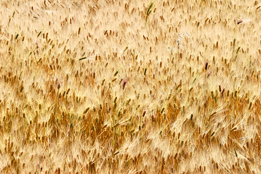 Puquio, Peru.  May 23rd 2006.  Barley growing in a field near the town of Puquio in the Andean Highlands, Peru.