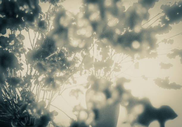 A boqueat and its reflection in a warm light