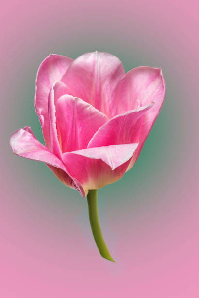 istock pink tulip flower on a bright background 2084372527