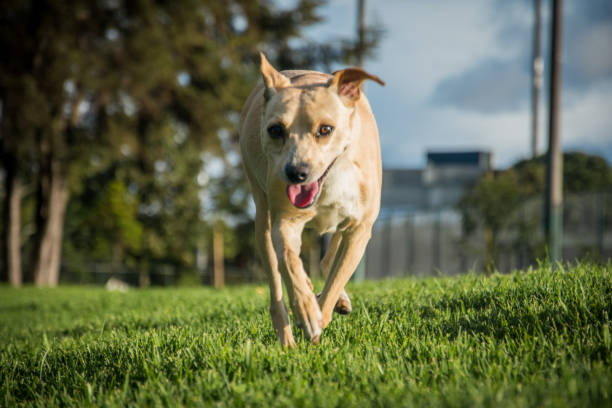 istock Small white dog pausing in the park 2084374207