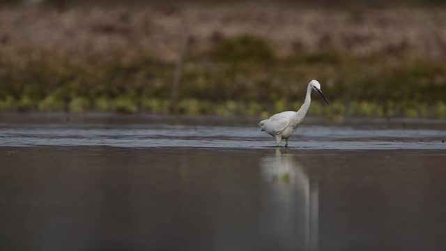 The little Egret looking for fish in lake