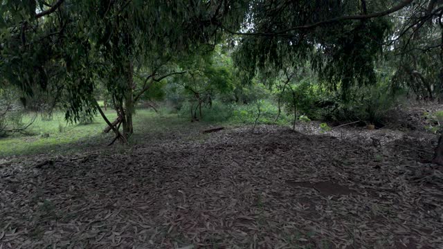 Serene Forest Clearing Dry, scattered leaves