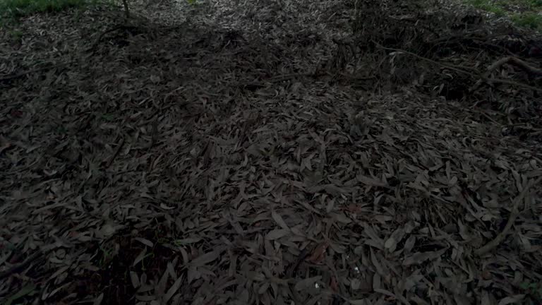 Dry and scattered leaves Forest