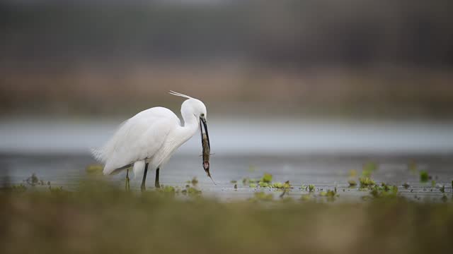 The Little Egret Eating a big Fish in lake