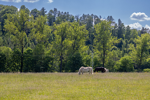 Harmonic scenery: green meadow with horses on a pasture. Fresh trees in the bacckgrhoud. Blue sky with white clouds. Day full of sunshine. Brnicko, Moravia, Czech republic.