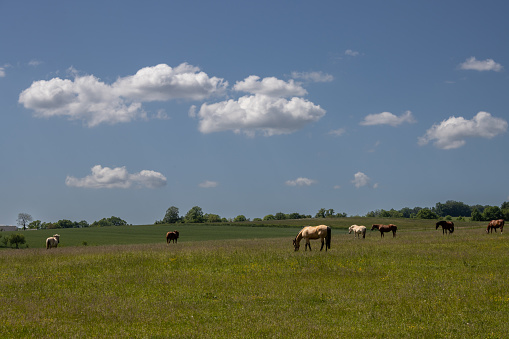 Harmonic scenery: green meadow with horses on a pasture. Fresh trees in the bacckgrhoud. Blue sky with white clouds. Day full of sunshine. Brnicko, Moravia, Czech republic.