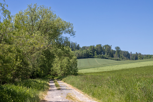 Road between green fields and small forests. Bright blue summer sky. Brnicko, Moravia, Czech republic.