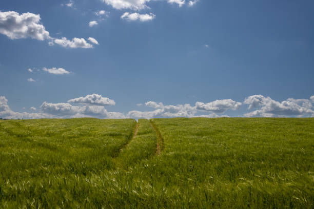 Bright and fresh green color of the plant on the field. Horizon of the land. Blue sky with white clouds. Brnicko, Moravia, Czech repbulic.